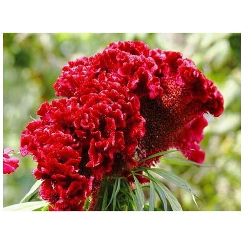 Целозия Вишневый Коралл (лат. Celosia) семена 30шт + подарочек