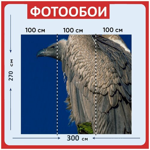 Фотообои Серый дикая природа перо 300x270 см флизелиновыена стену 3960₽