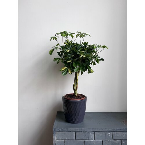 Шеффлера в горшке 10000₽