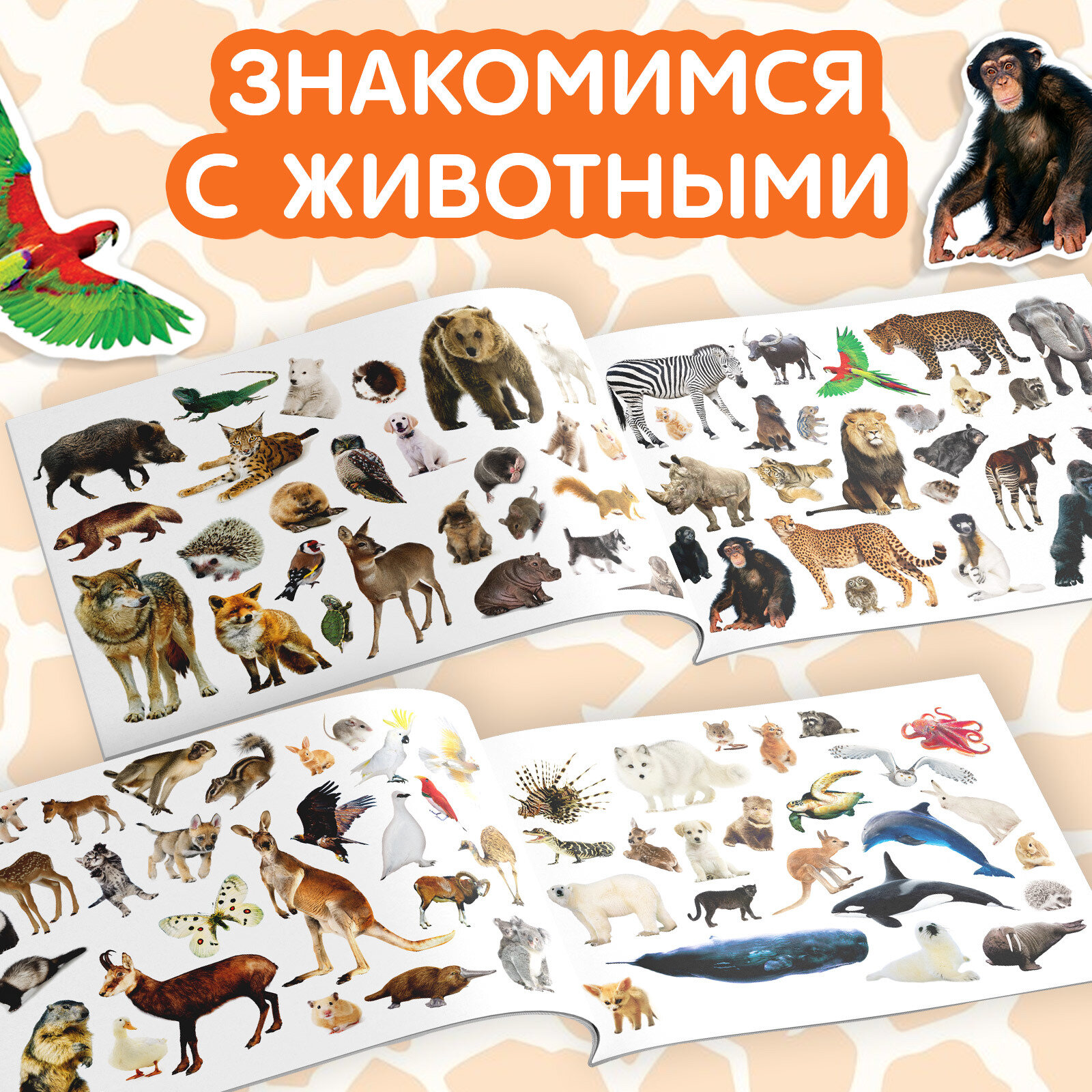 Книга с наклейками "Животные со всего света" 12 стр, 100 наклеек, развивающая, для детей и малышей, БУКВА-ЛЕНД — фото 1