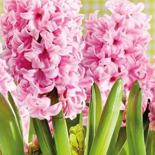 Луковицы Гиацинта PINK SURPRISE ( 2 шт )