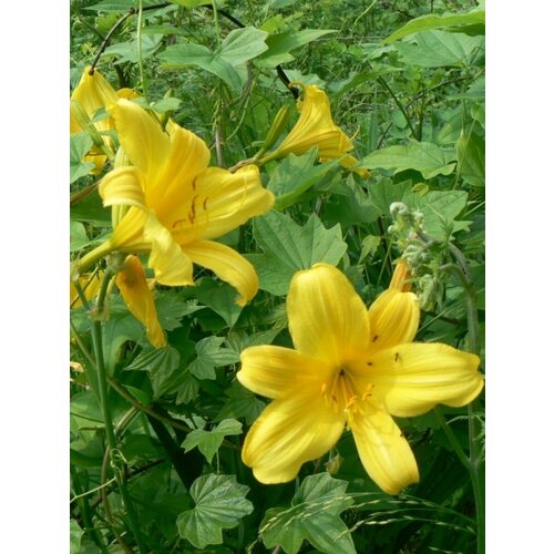 Семена Лилейник малый (Hemerocallis minor), 10 штук