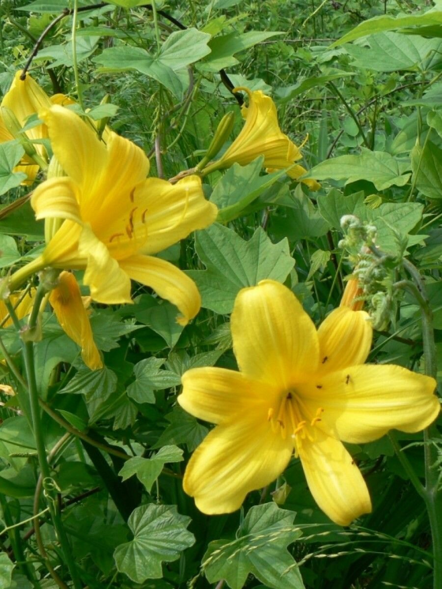 Семена Лилейник малый (Hemerocallis minor), 10 штук