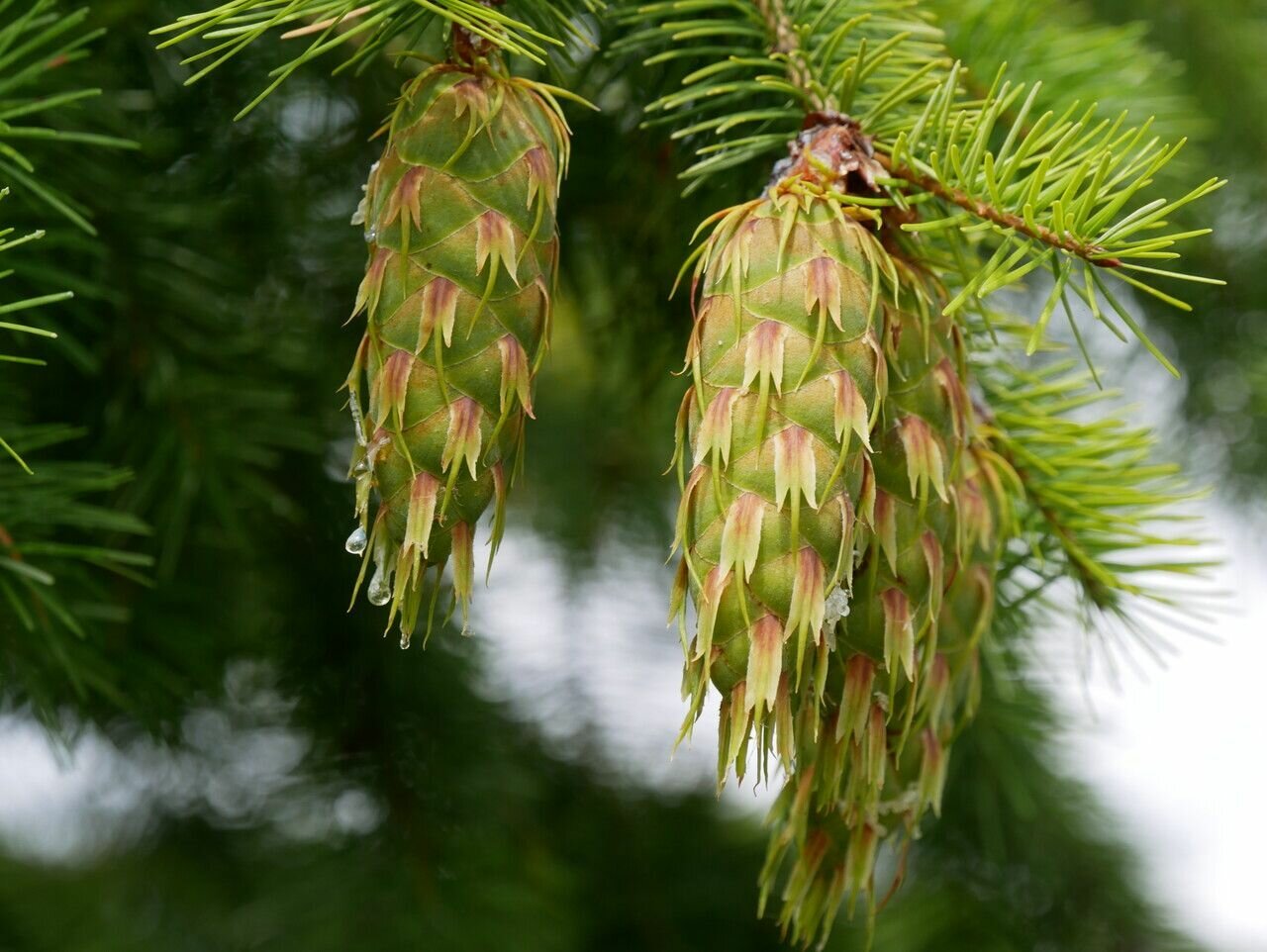 Псевдотсуга Мензиса (лат. Pseudotsuga menziesii) семена 15шт + подарочек