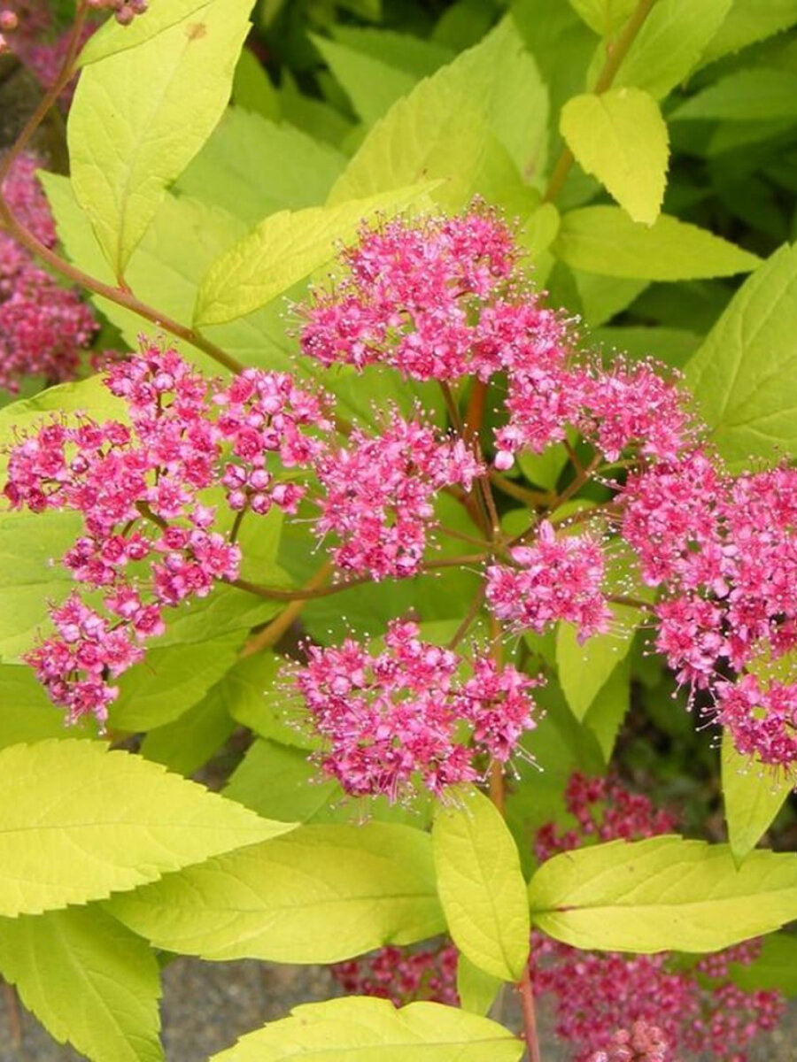 Спирея японская Голден Принцесс (Spiraea japonica Golden Princess)