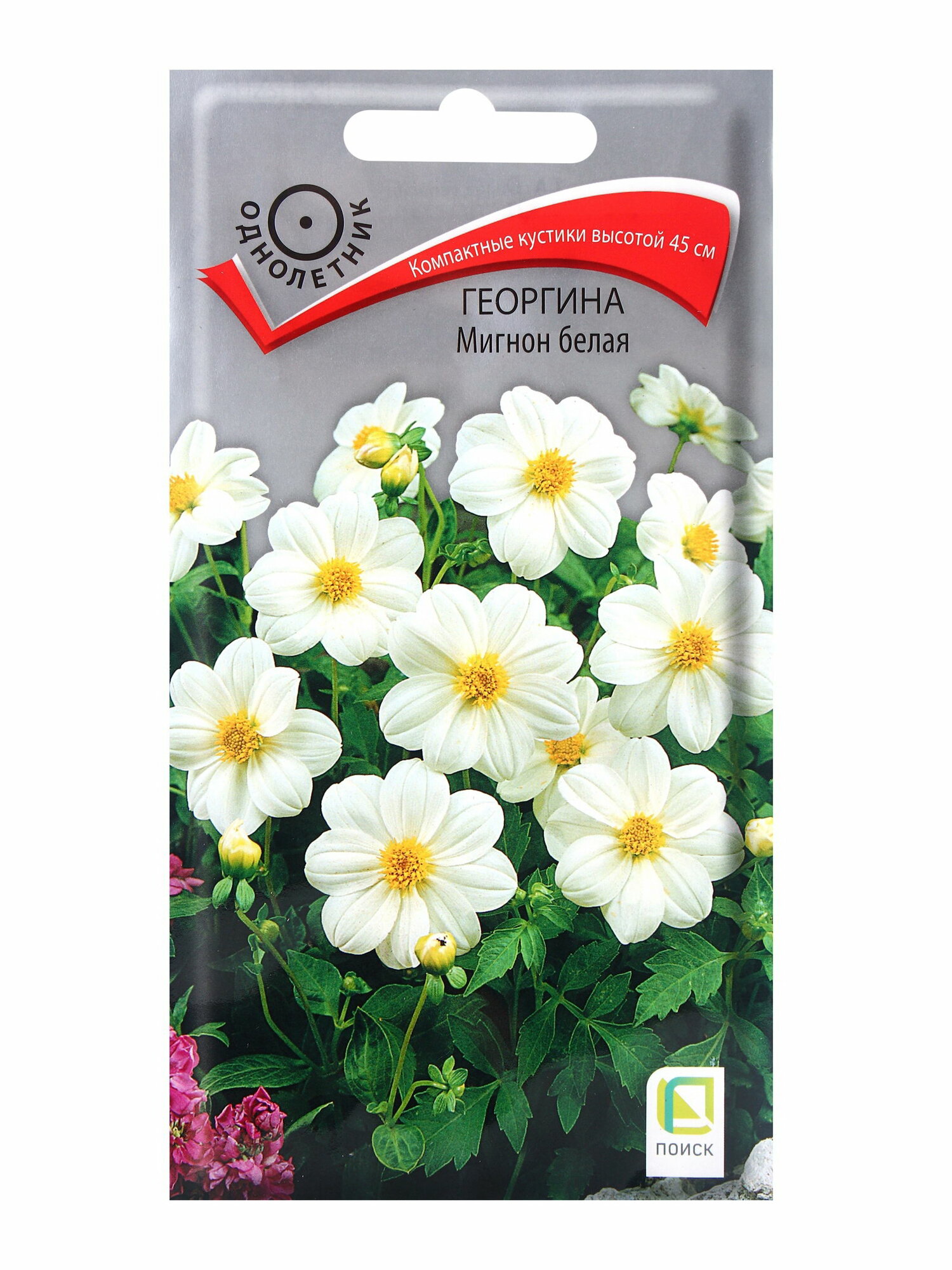 Семена цветов Георгина Мигнон белая 0.2гр назначение: для балкона веранды