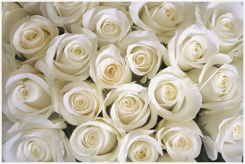 Изображение товара Фотообои Уютная стена "Белые розы" 410х270 см Виниловые Бесшовные (единым полотном)