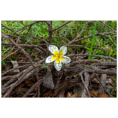 фото Магнитный пазл 27x18см."frangipani, цветок, палки" на холодильник lotsprints