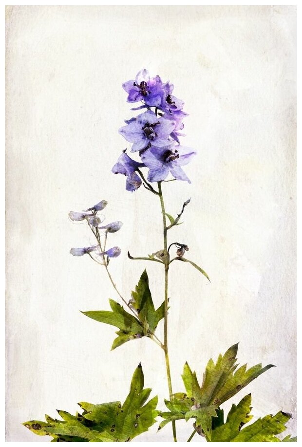 Постер на холсте Синий цветок (Blue flower) №2 50см. x 75см.