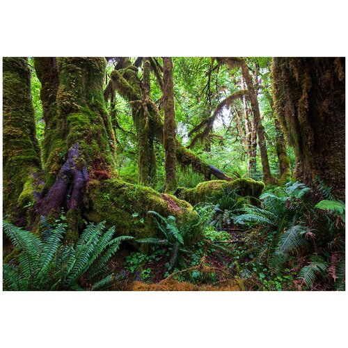 Фотообои Уютная стена Тропический лес 400х270 см Виниловые Бесшовные (единым полотном)