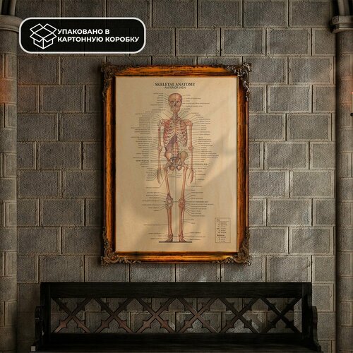 Постер из крафт-бумаги Skeletal Anatomy Anterior 51 х 35 см 590₽