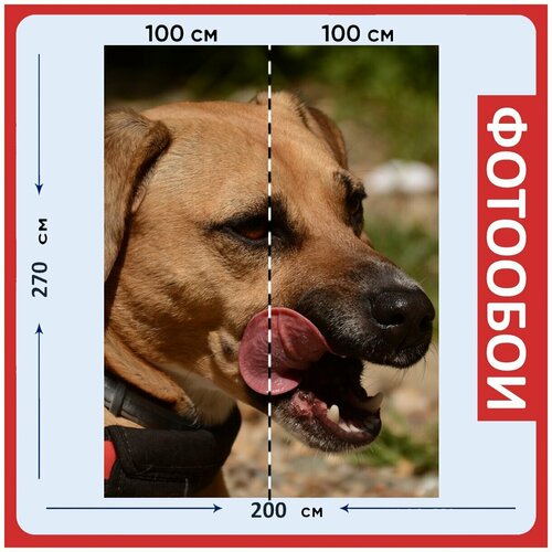Фотообои Собака коричневый животное 200x270 см флизелиновыена стену 2930₽