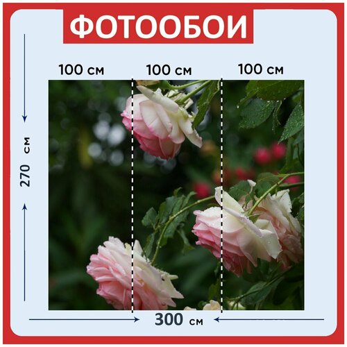 Фотообои "Розовый, розы, цветы" 300x270 см. флизелиновыена стену