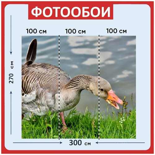 Фотообои Серый гусь дикий гусь гусь 300x270 см флизелиновыена стену 3980₽