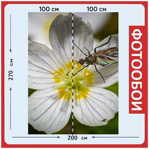 Фотообои Летать красный глаза 200x270 см флизелиновыена стену 2970₽