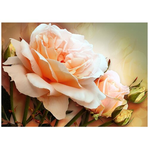 Роза Эвелин - Виниловые фотообои, (211х150 см) роза эвелин уайлд фено гено