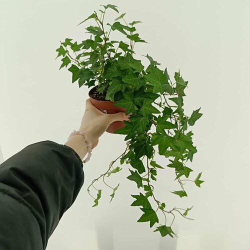 Плющ Хедера Хеликс