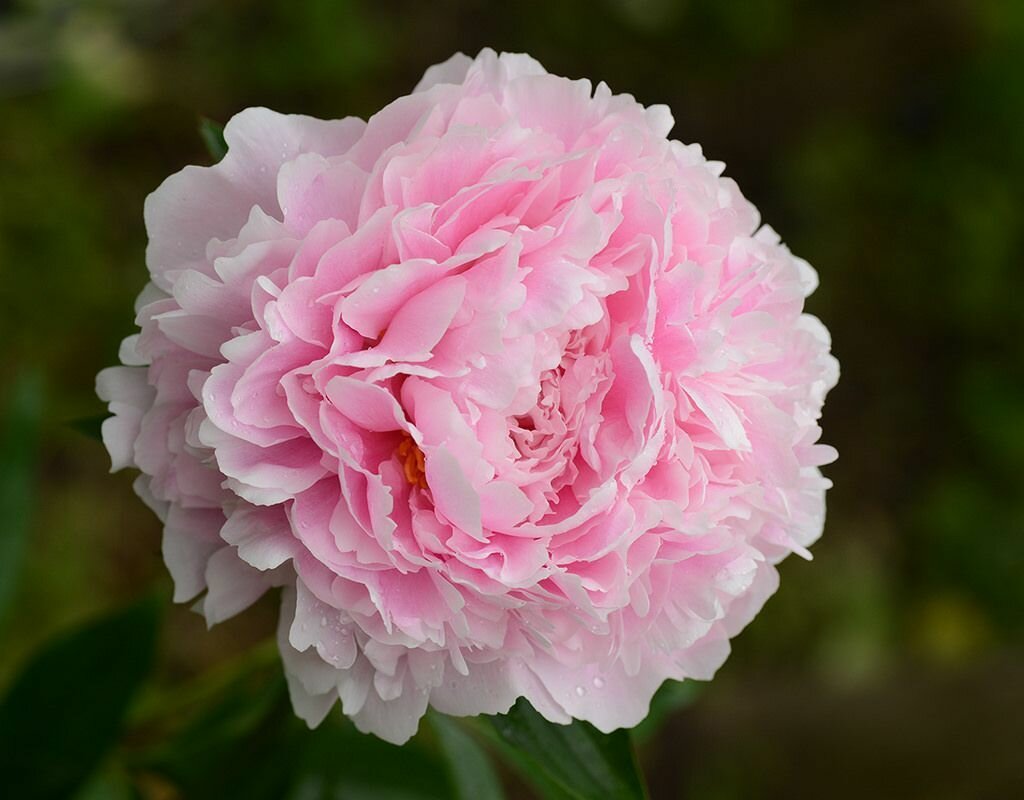 Пион Sarah Bernhardt 1 шт.