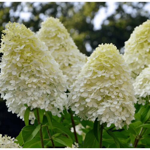 Гортензия метельчатая Фантом гортензия метельчатая пастель грин hydrangea paniculata саженец 20 30 см 2 года 3л закрытая зкс