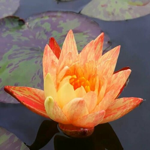 Растение для пруда Водяная нимфея Paranee, биколор (желтая с розовыми вкраплениями), корневище