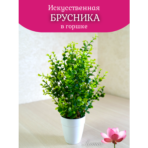 Брусника в Горшке от брендаЛотос 350₽