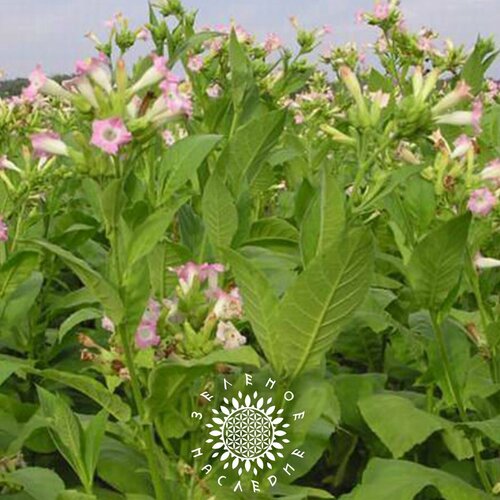 Семена Табак Вирджиния Голд (лат. Tabaci Virginia Gold) 700 шт от Green Legacy