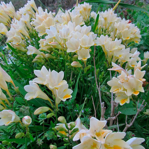 Луковицы Фрезия WHITE 10 шт 380₽