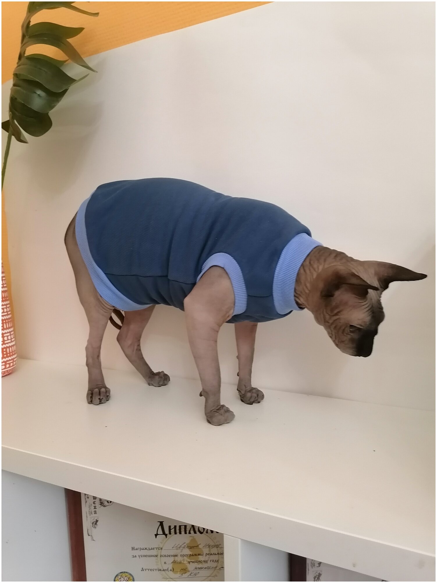 Свитшот для кошек, размер 30 (длина спины 30см), цвет индиго / толстовка свитшот свитер для кошек сфинкс / одежда для животных - фотография № 6