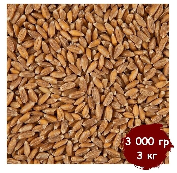 Пшеница для проращивания (кубанская), витграсс, здоровое питание, Вегетарианский продукт, Vegan 3 000 гр, 3 кг