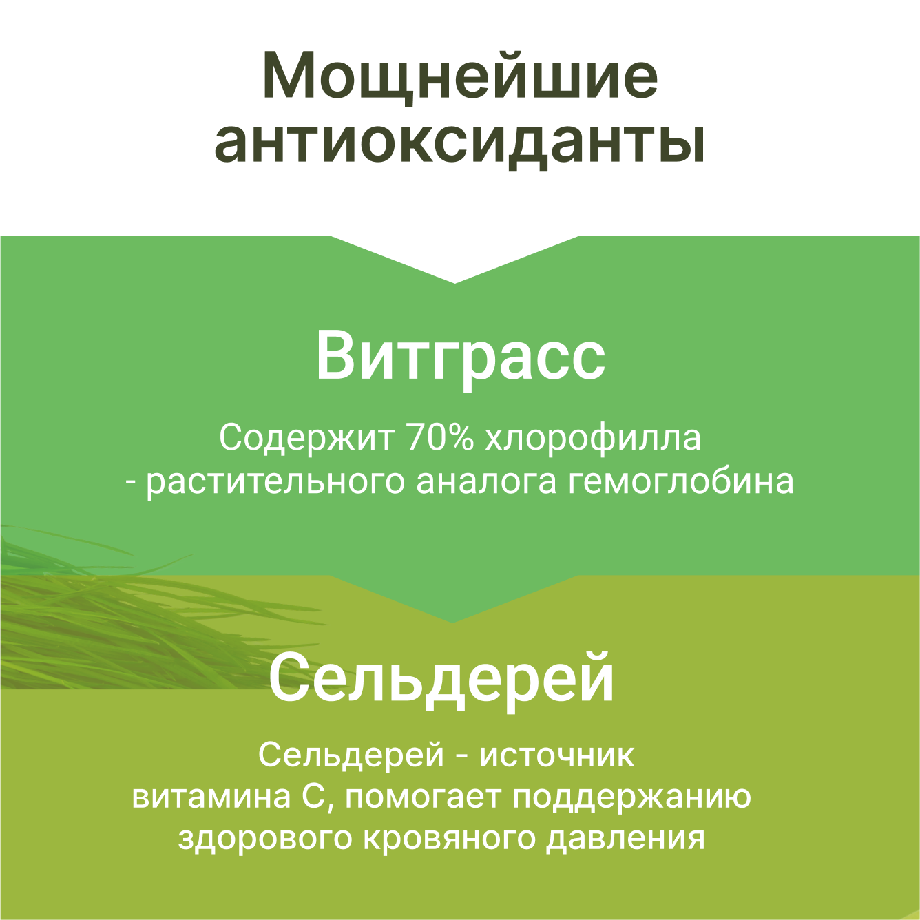 Дренажный напиток для похудения витграсс+сельдерей детокс — фото 1