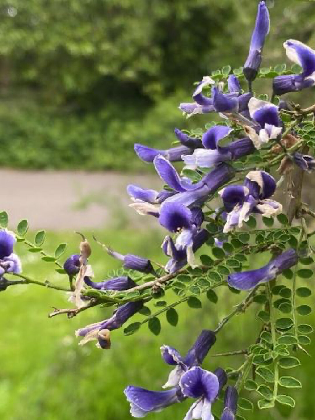 Семена Софора Давида (Sophora davidii), 15 штук, (виколистная) — фото 1