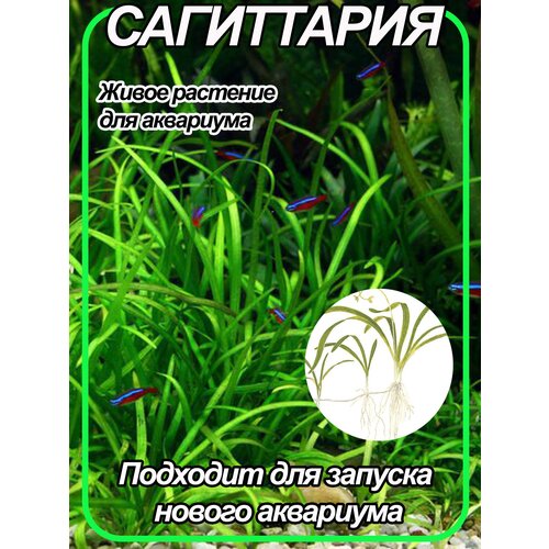 Сагиттария шиловидная (Sagittaria subulata). Живое аквариумное растение. 1 кустик