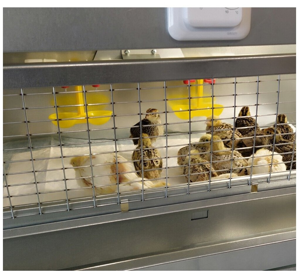 Брудер для 180 цыплят Оптима Цифра с терморегулятором на подставке 2 яруса, престиж - фотография № 8