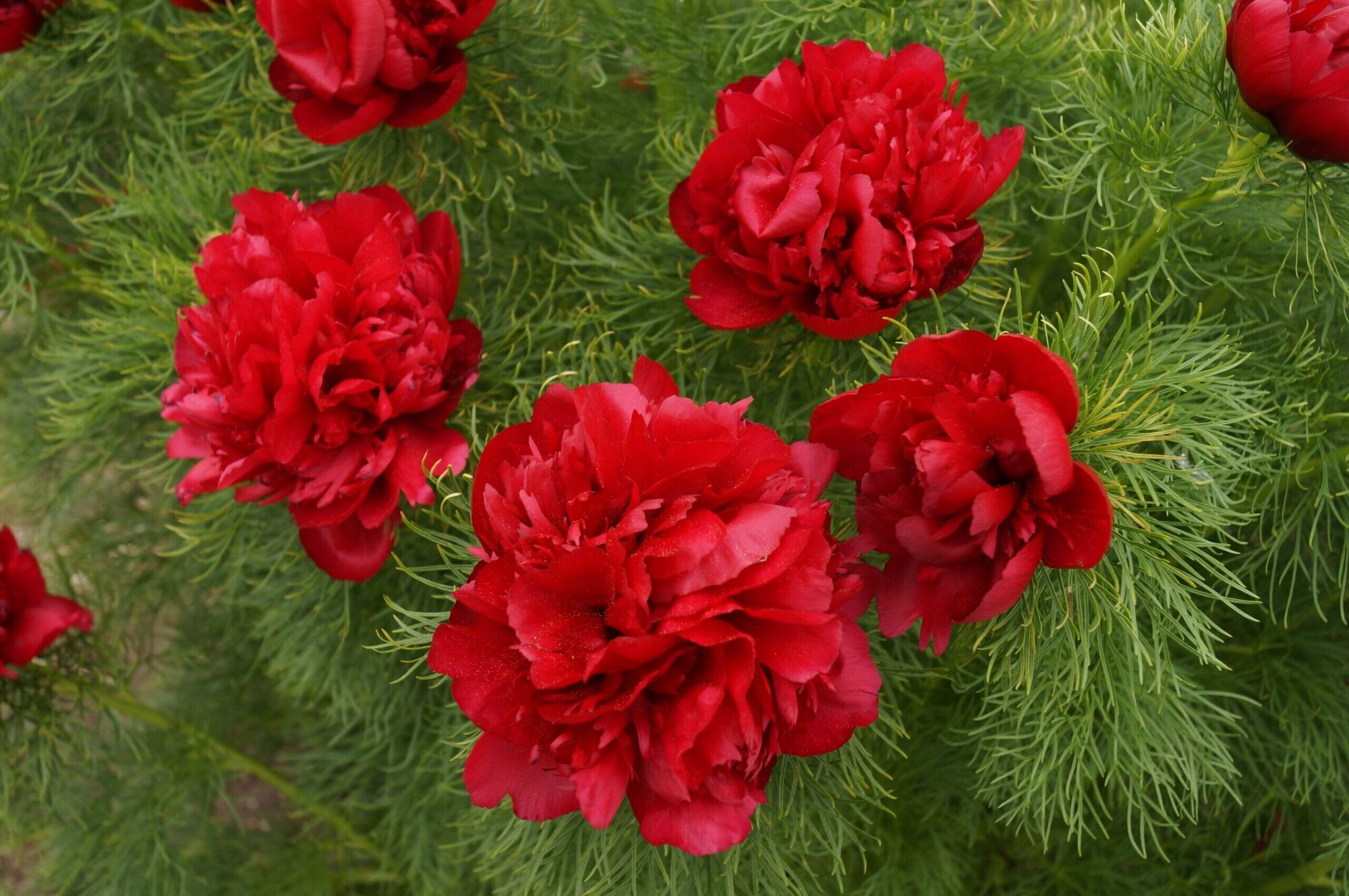 Пион узколистный (лат. Paeonia tenuifolia) семена 10шт + подарочные семена