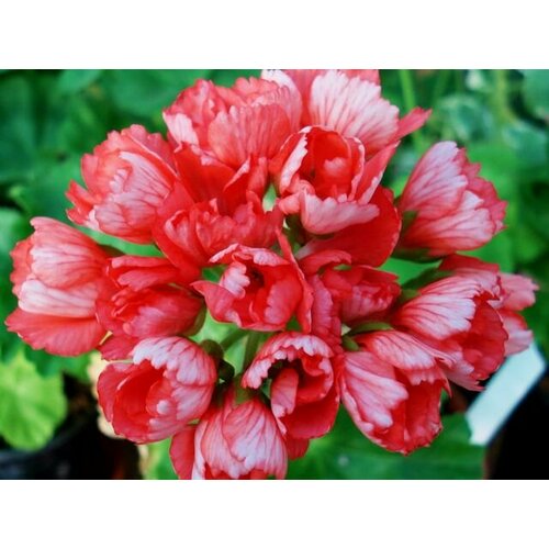 Семена Пеларгония тюльпановидная Патрисия Андреа 4 шт (1 упаковка (O))