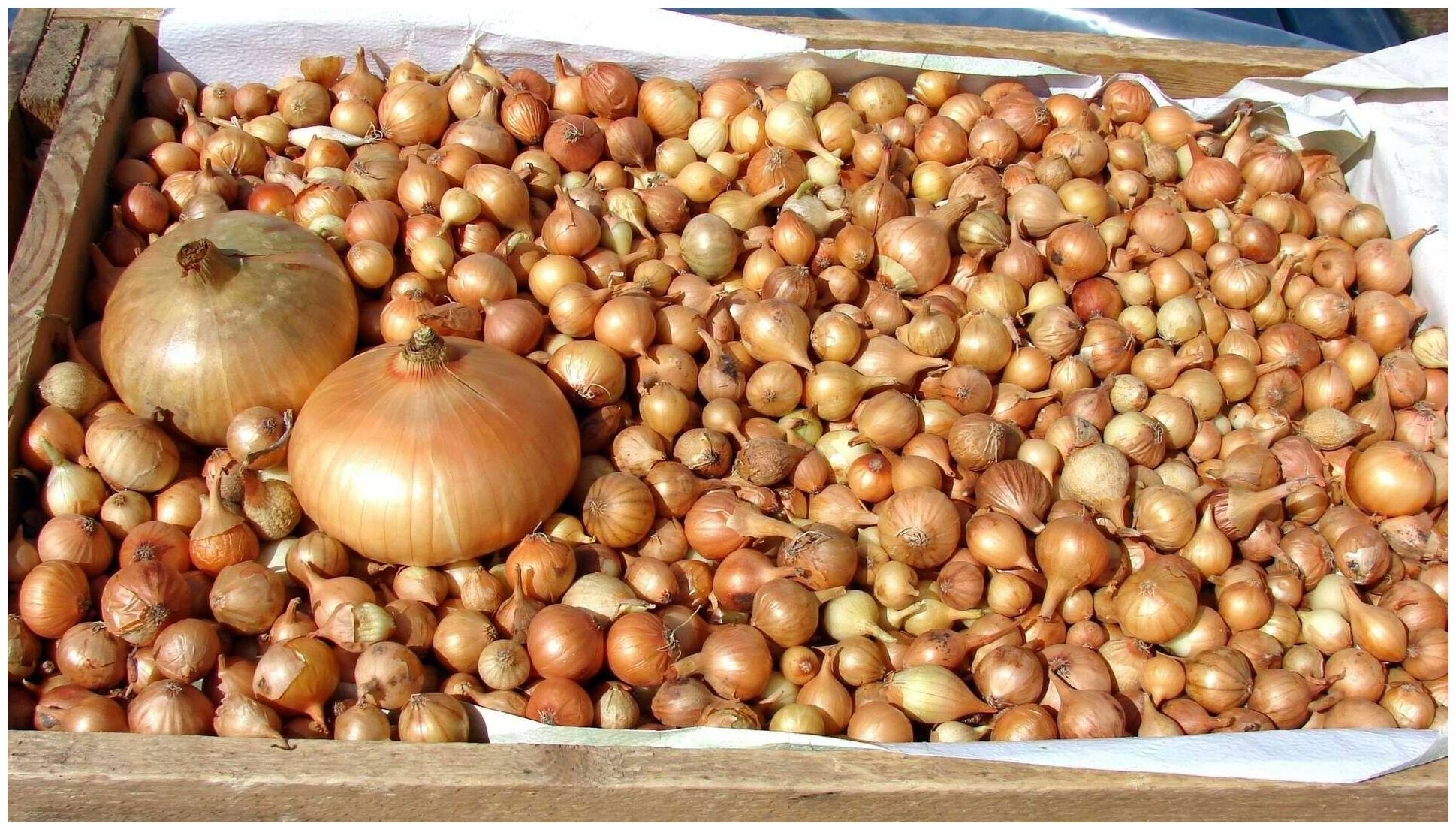 Лук-севок сорта "Штутгартер Ризен" (500 гр): для посева в саду или огороде; отменная лежкость собранного урожая; высокое содержание витамина С