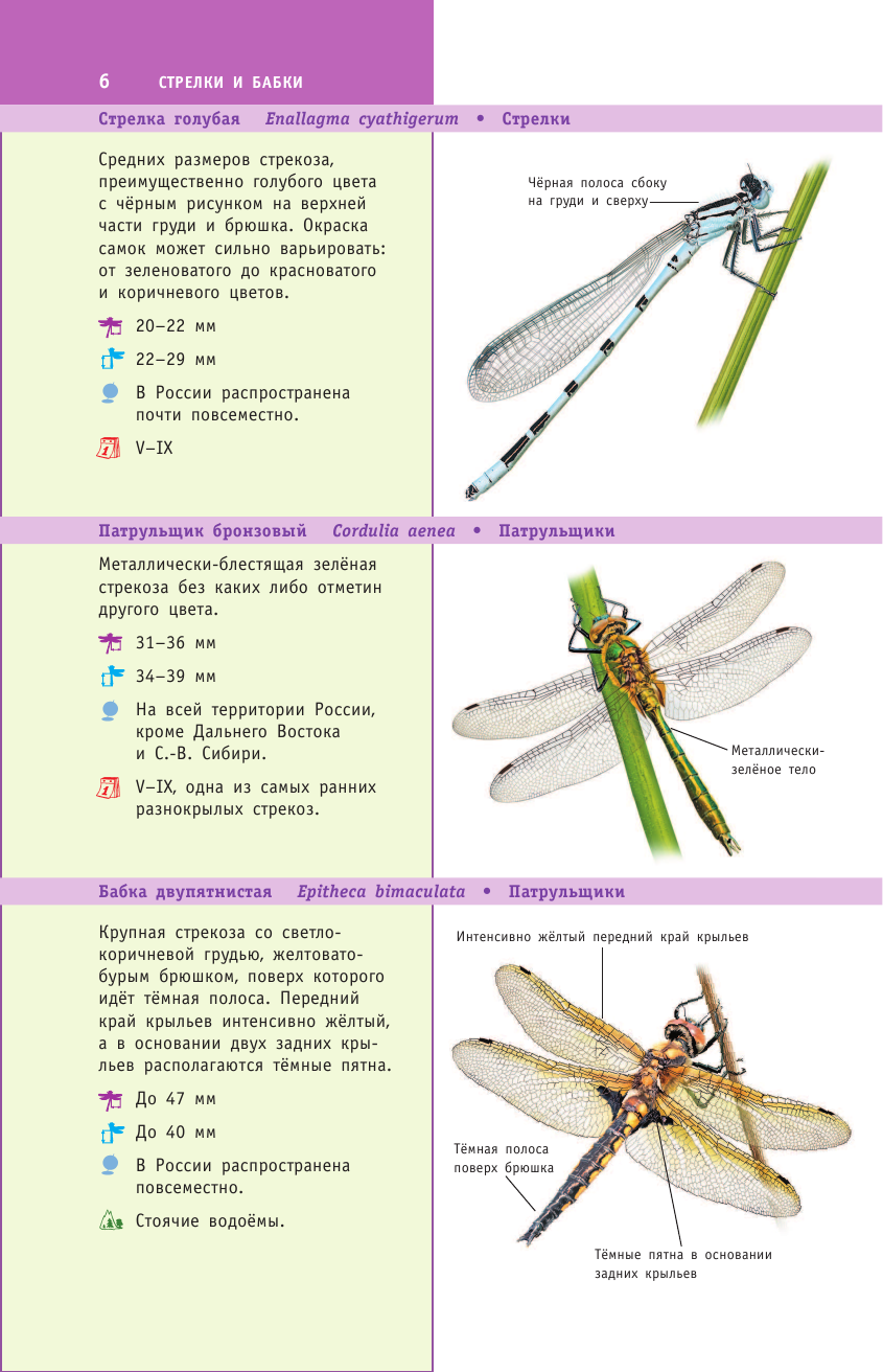 Насекомые России (Полевод Владимир Анатольевич, Гомыранов Илья Алексеевич) - фото №11