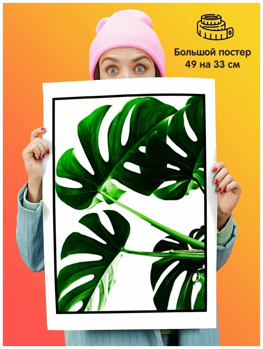 Постер плакат Monstera Монстера