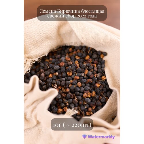 семена декоративной бирючины туполистной 10 грамм примерно 300 шт Семена кустарника Бирючины блестящей, подходит для живой изгороди, 10 грамм (примерно 220 шт)