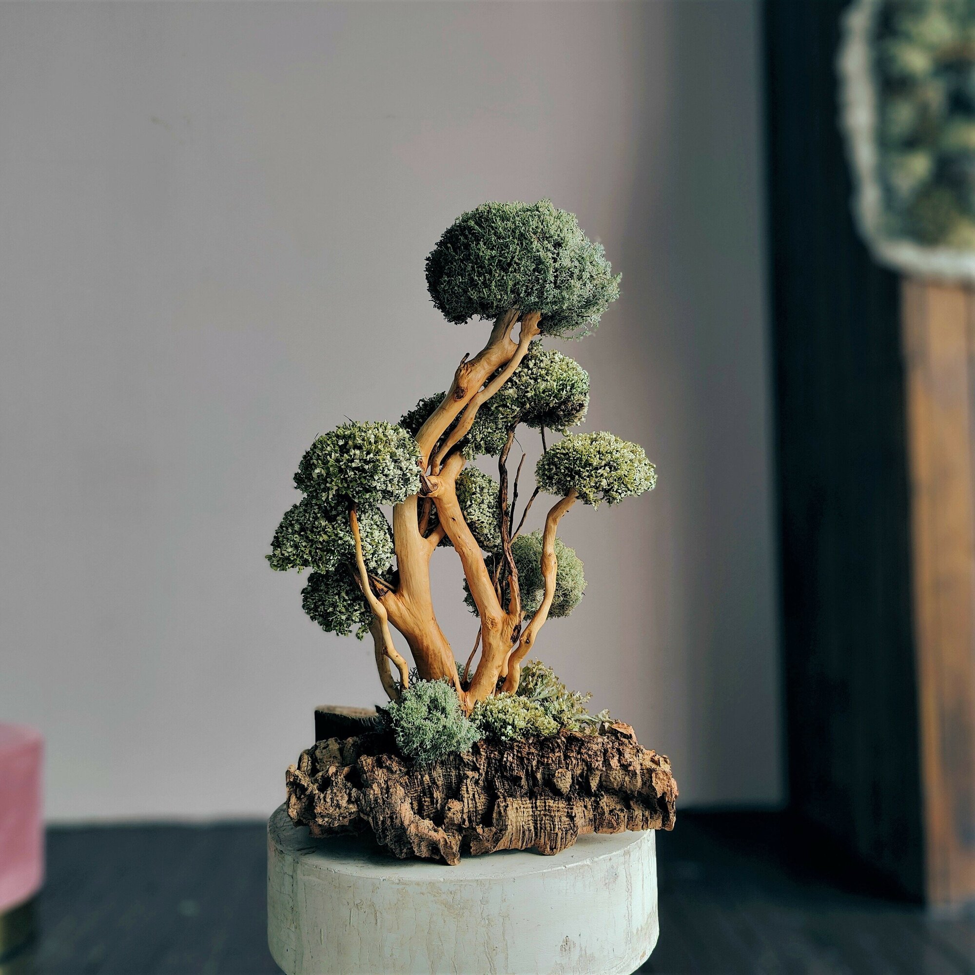 Бонсай живое дерево, Цетрария исландский мох живой, 38 см / Оригинальный подарок начальнику, декор для дома интерьера