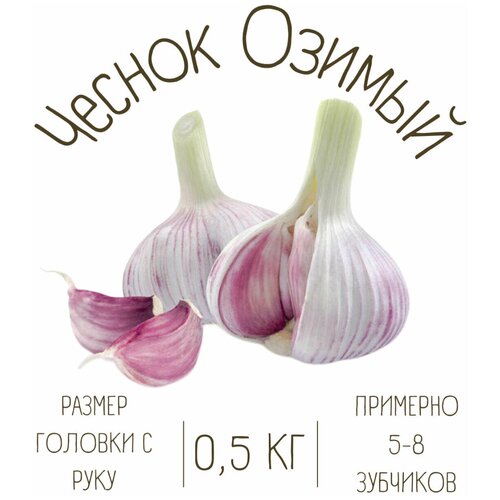 Чеснок Озимый 0.5 кг