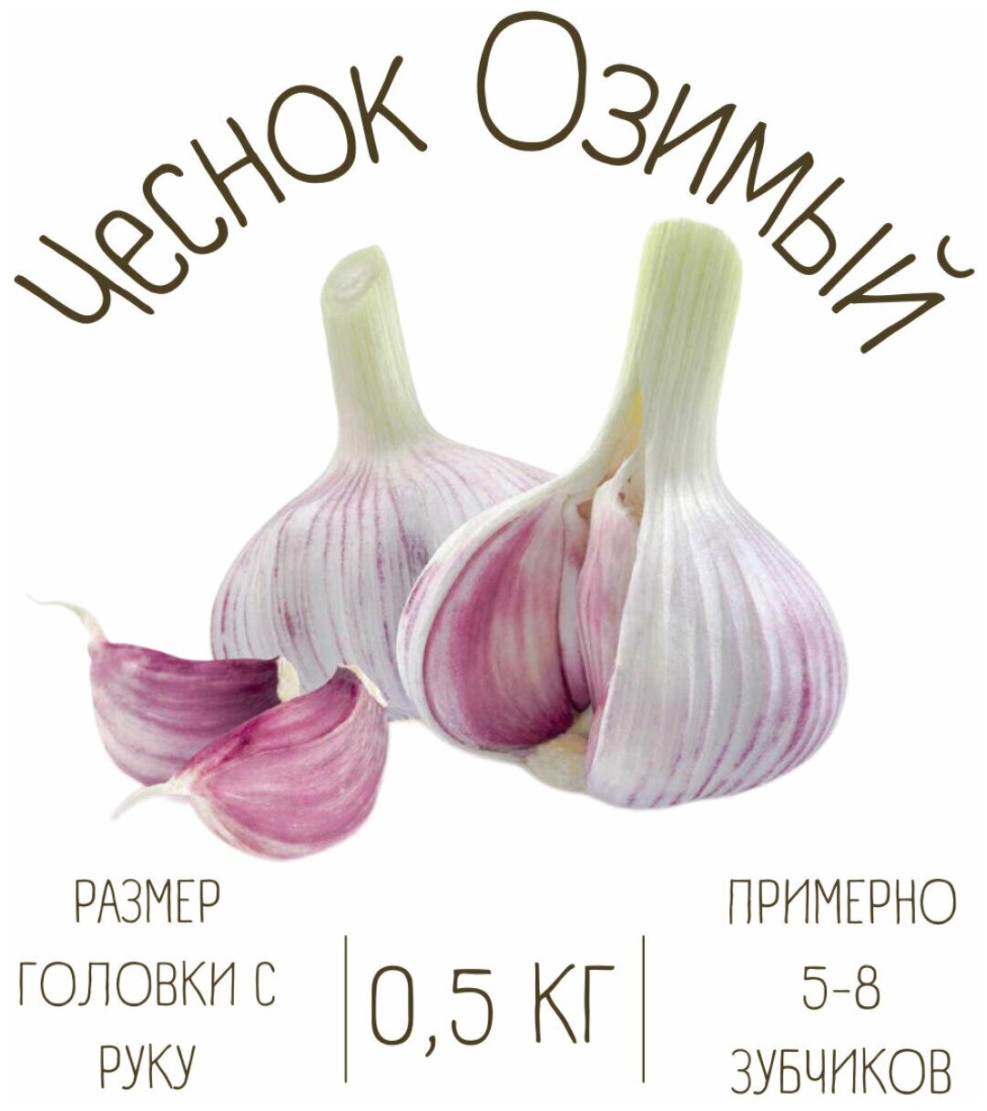 Чеснок Озимый 0.5...