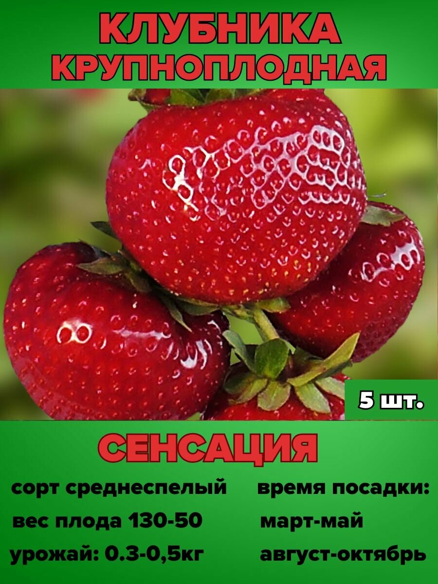 Клубника крупноплодная саженцы 5 штук