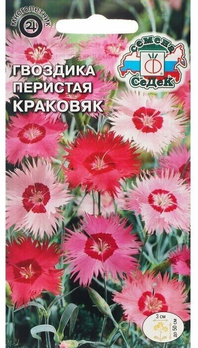 Семена цветов цветок Гвоздика Краковяк (перистая смесь розовых тонов) . Евро 005 г