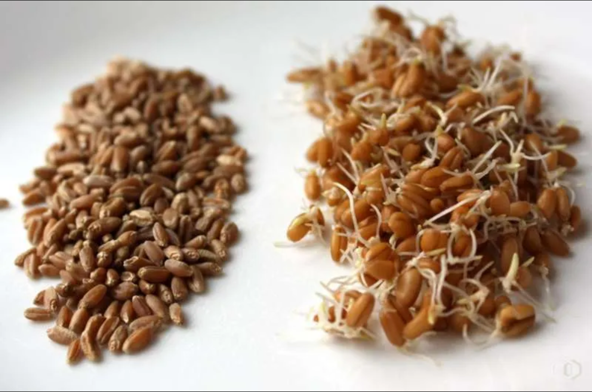Пшеница для проращивания 1 кг. Эко продукт Краснодарского края - фотография № 7