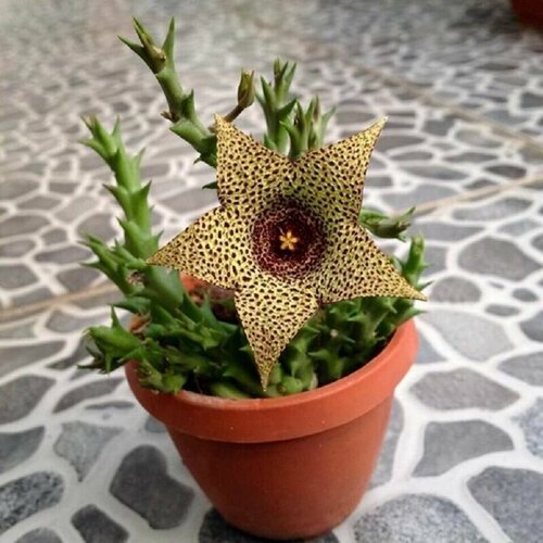 Стапелия пестрая (Stapelia VARIEGATA Orbea), суккуленты, семена