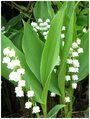 Семена Ландыш майский (Convallaria majalis), 10 штук