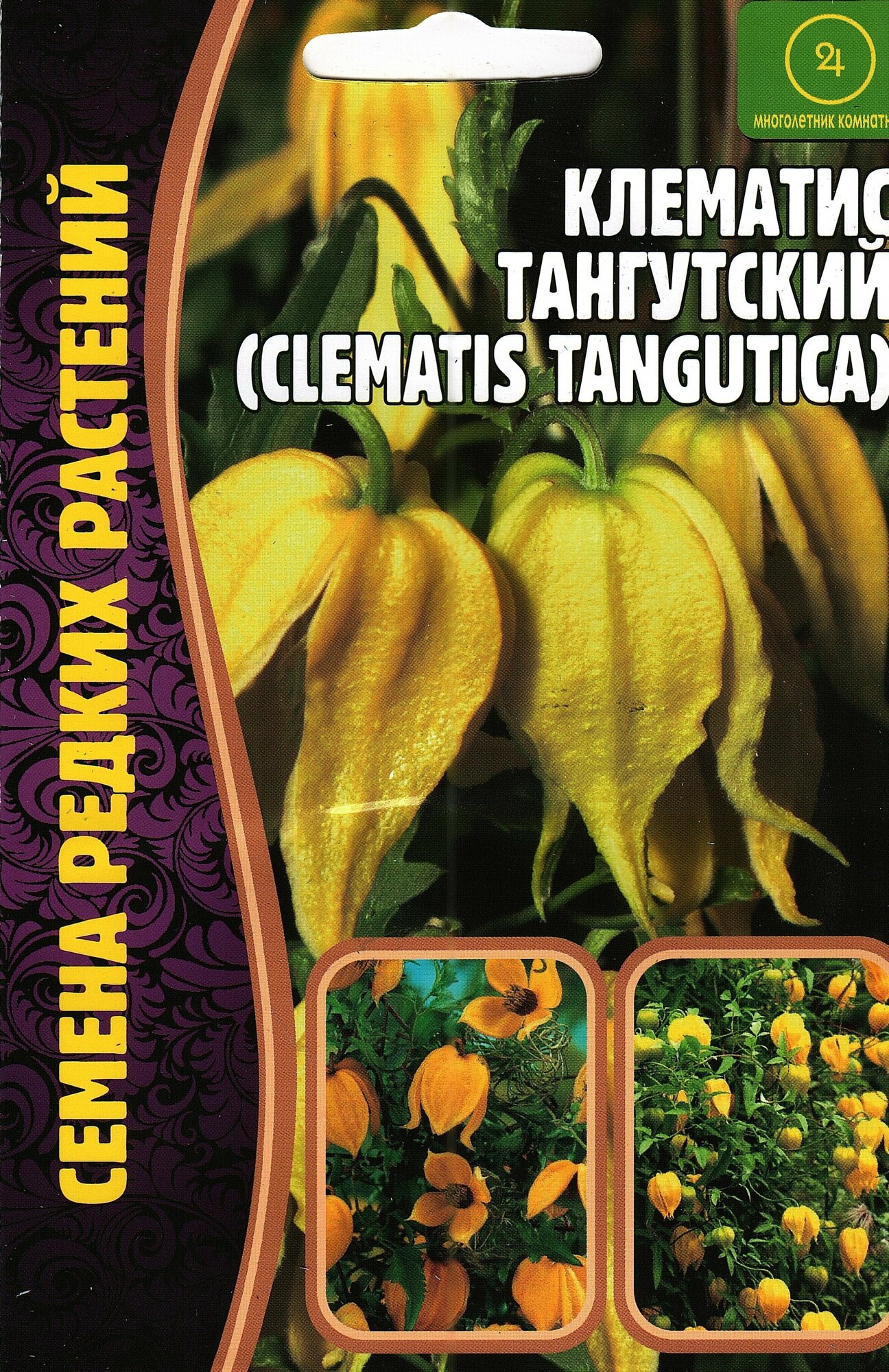Клематис тангутский, clematis tangutica, семена цветов, лиана многолетняя ( 1 уп: 10 семян )