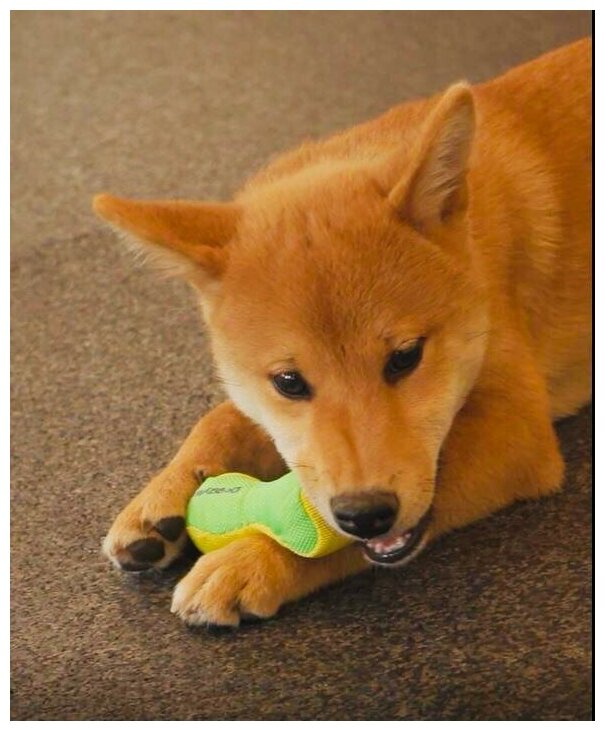 Japan Premium Pet Игрушка для собак Гантель легкая малая антивандальная - фотография № 2