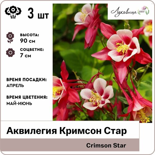 Аквилегия Кримсон Стар (Crimson Star), корни 3шт, Голландия